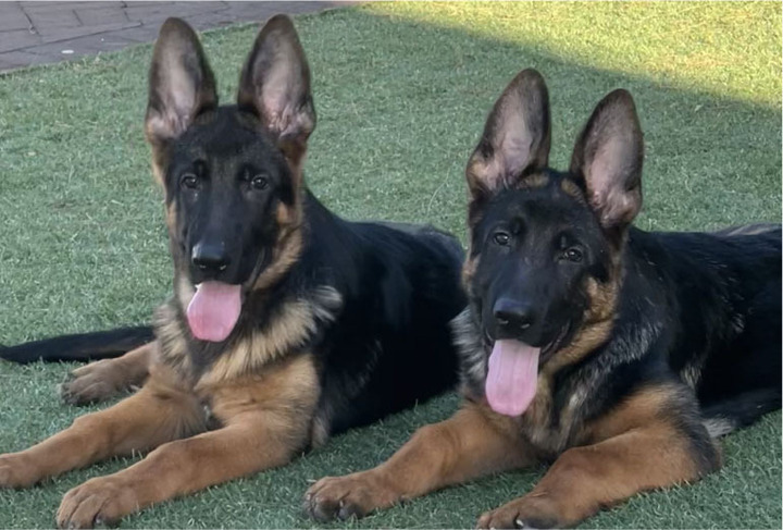 Key Differences Between AKC and FCI German Shepherds