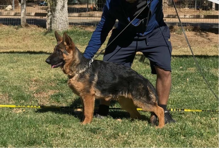 Responsibilities of the SV Breed Warden In GSD Breeding