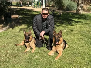 Trained German Shepherds for Sale in California
