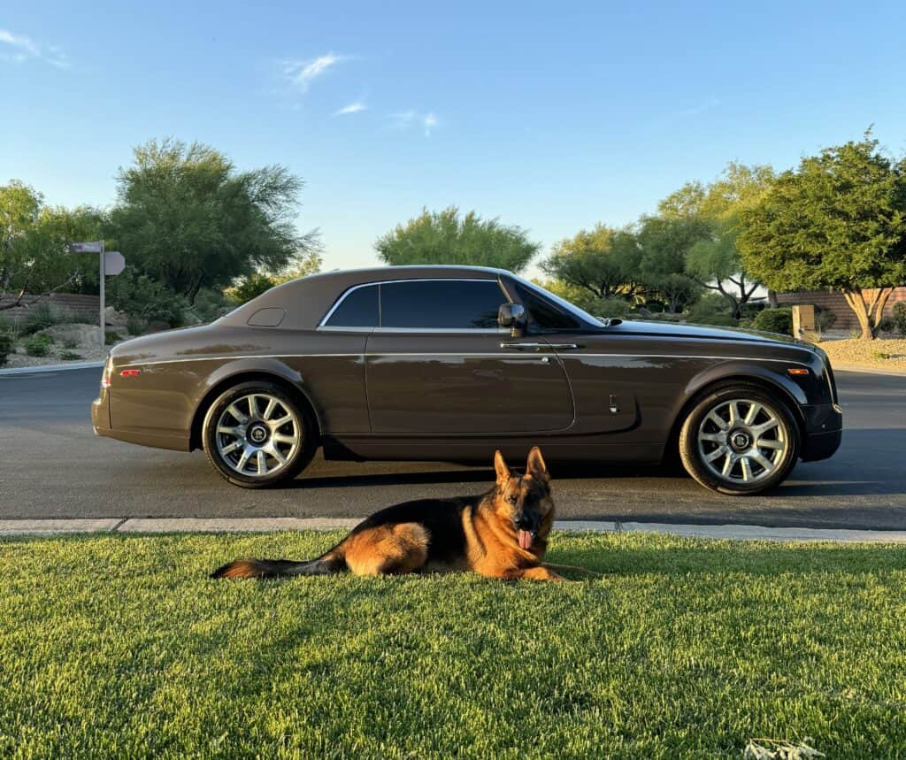 German Shepherd lying alongside high end car