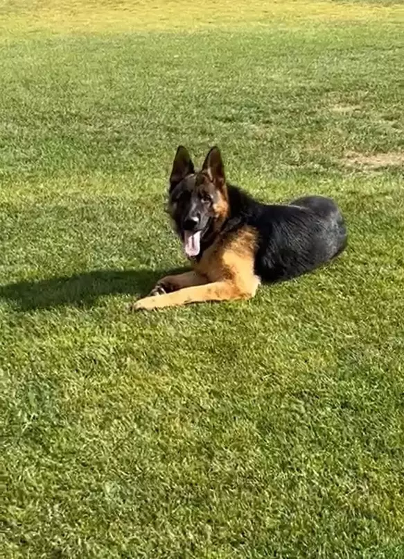 On-the-grass-cell