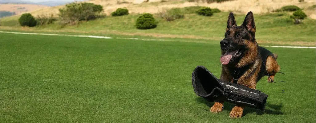 9 Ways to Make Your German Shepherd More Aggressive & Protective