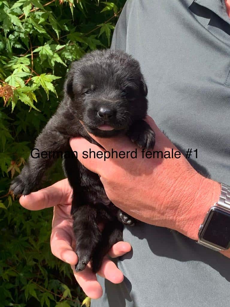 Female-1-Fasko-Mocca