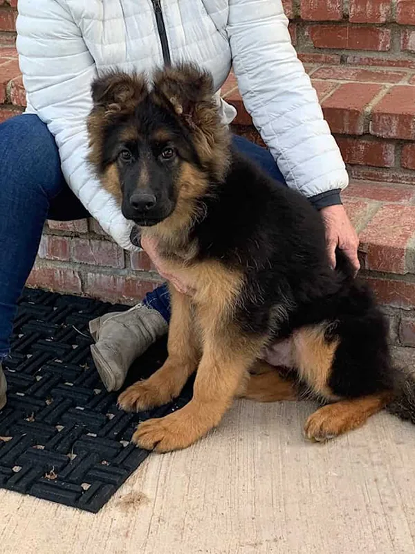 German Shepherd Dog 1 A