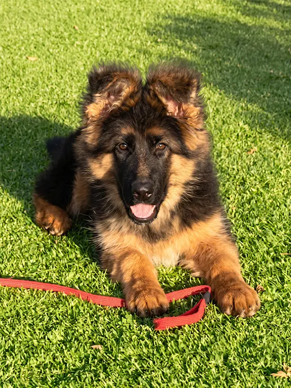 German Shepherd Dog 1 B