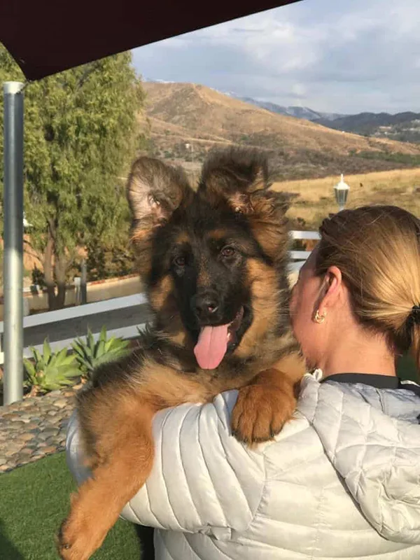 German Shepherd Dog 1 C