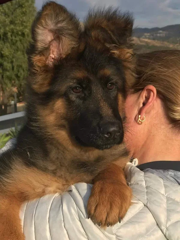 German Shepherd Dog 1 D