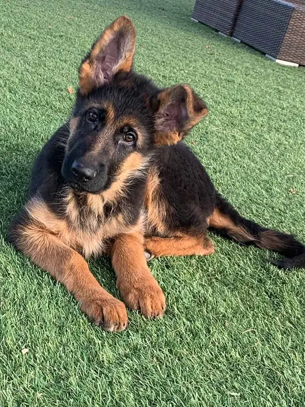 German Shepherd Puppy 2 A