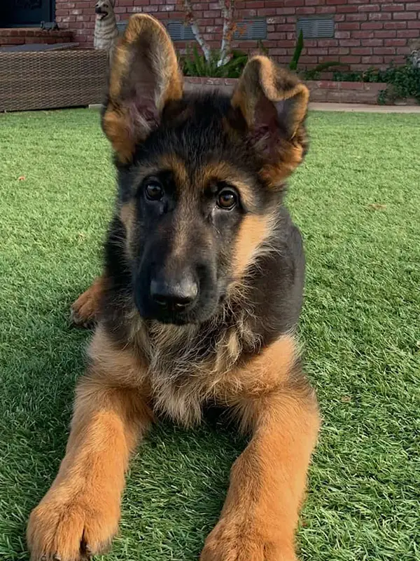 German Shepherd Puppy 2 B