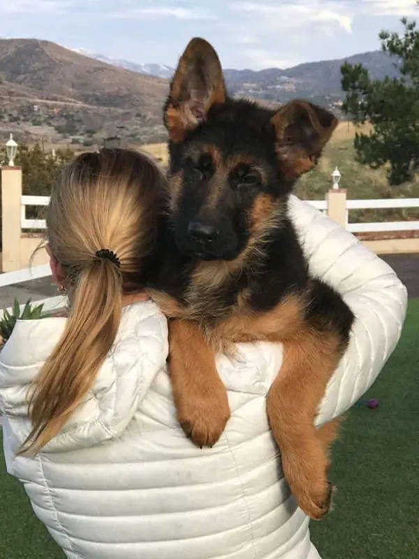 German Shepherd Puppy 2 C