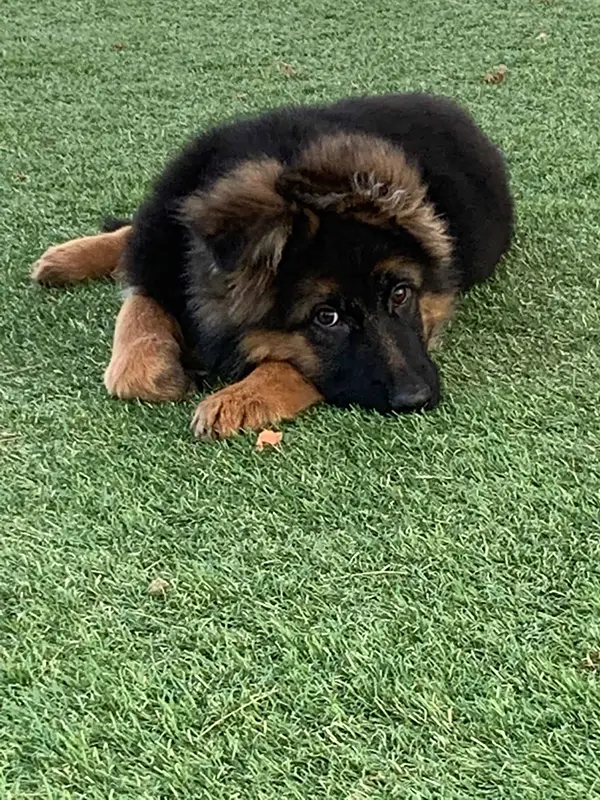 German Shepherd Puppy 3 A