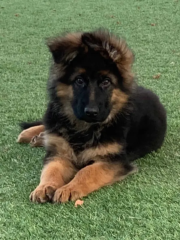 German Shepherd Puppy 3 B