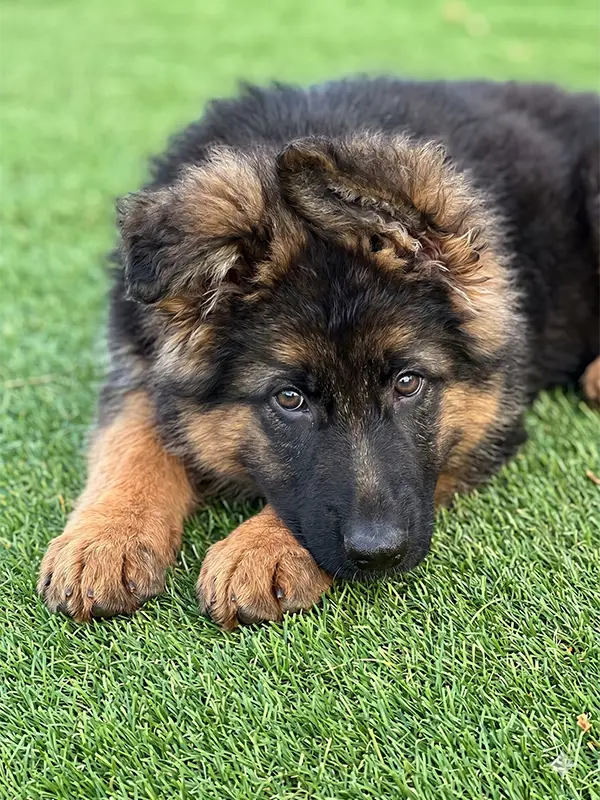German Shepherd Puppy 3 C