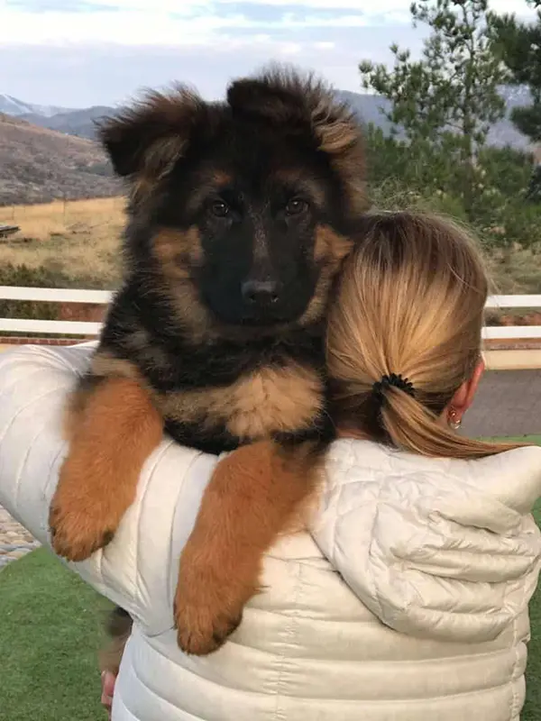 German Shepherd Puppy 3 D