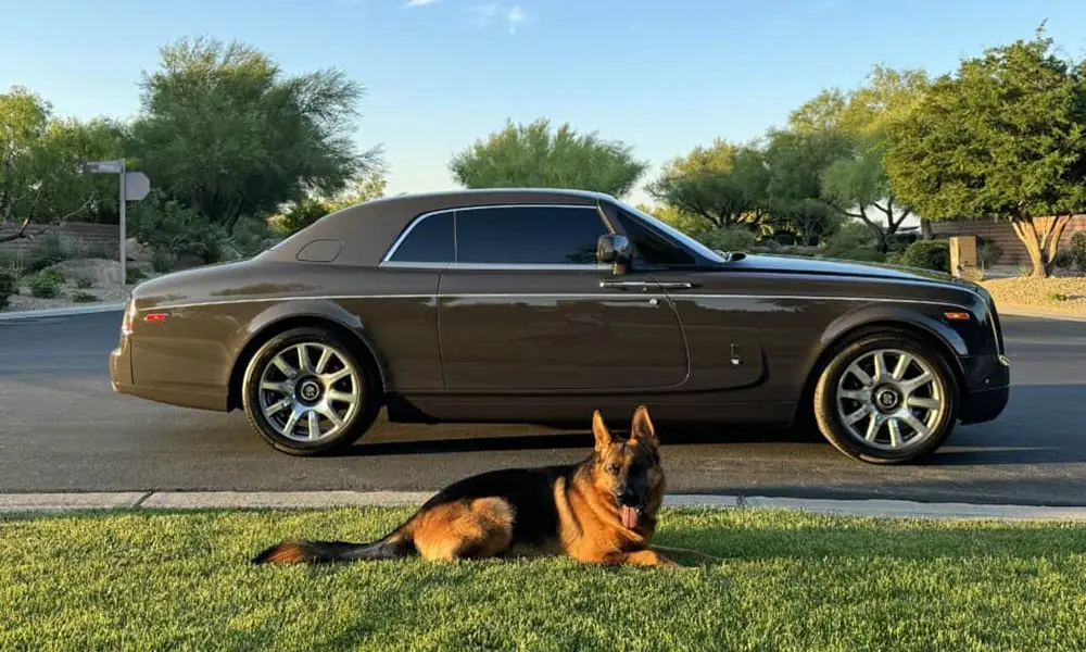 German Shepherd lying alongside high end car