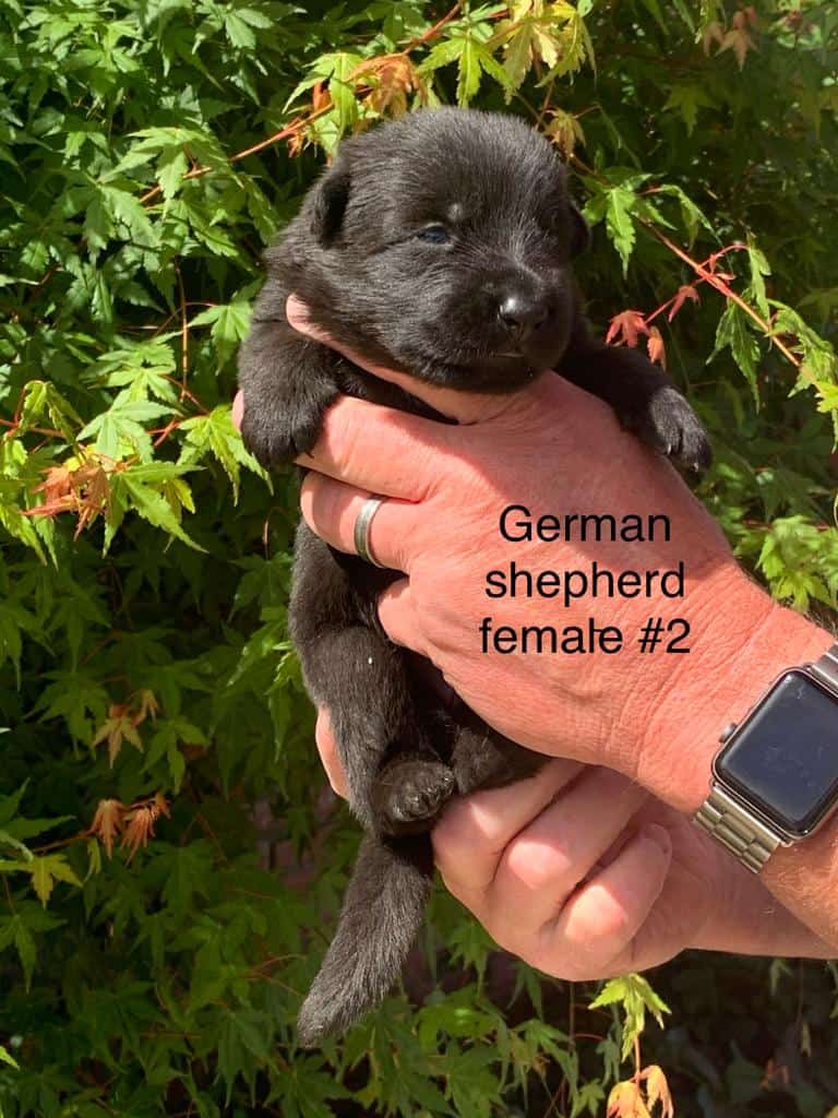 Male-1-Fasko-Mocca