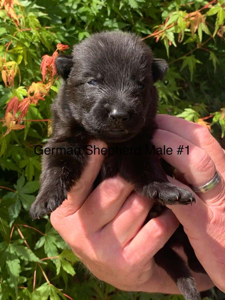 Male-1-Fosko-Mocca