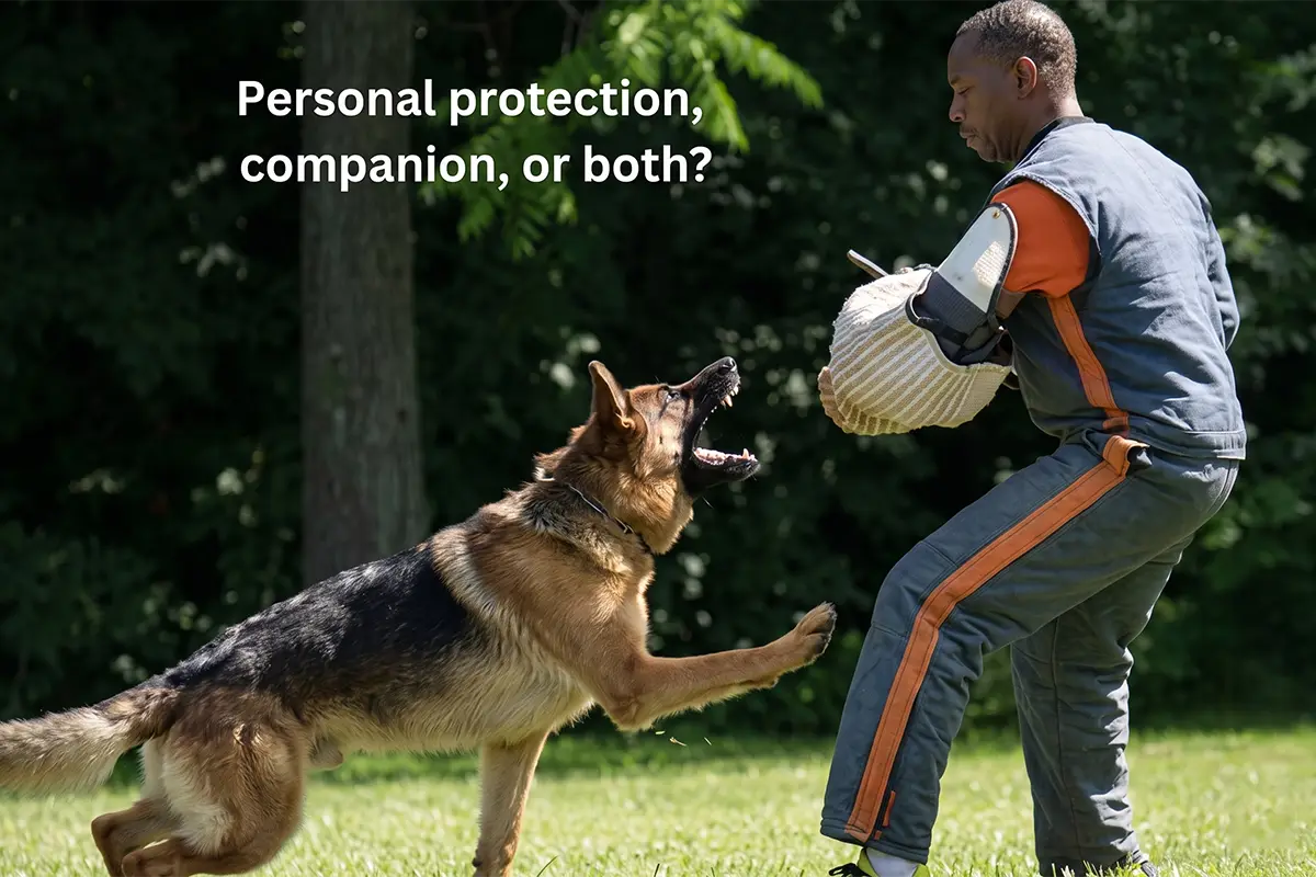 personal protection dog or an Elite German Shepherd