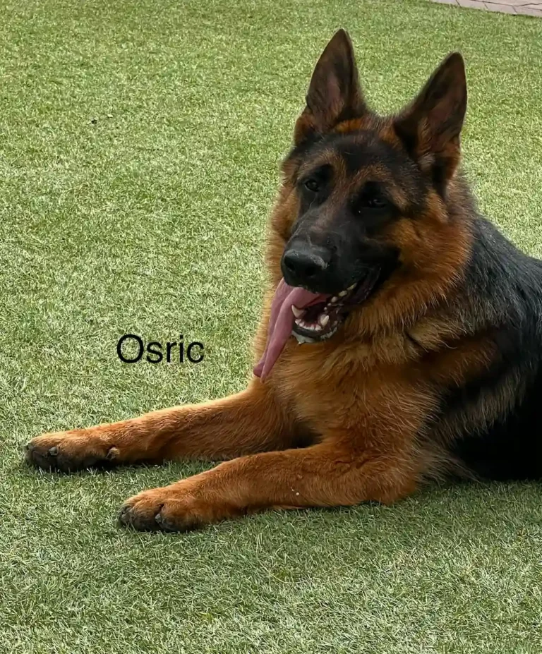 Osric 3