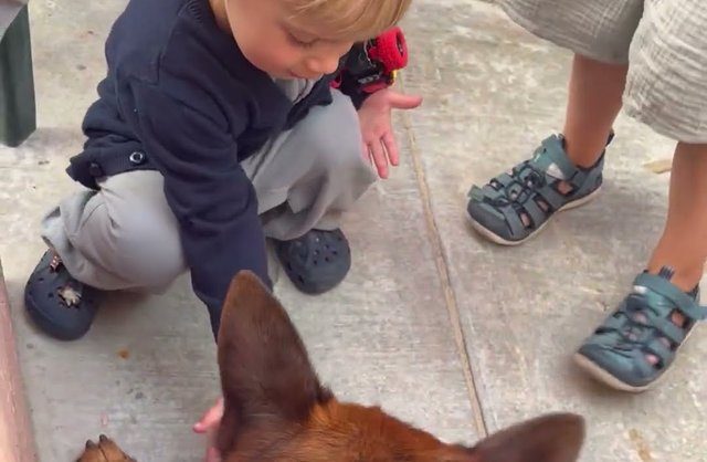 German Shepherd lying still while a toddler reaches out to greet him