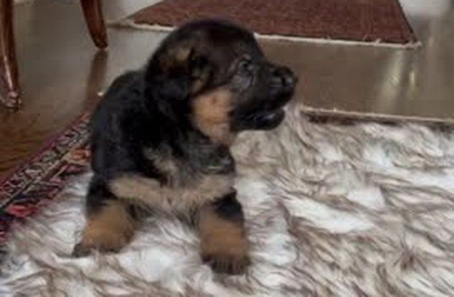 Female German Shepherd puppy sitting on a rug
