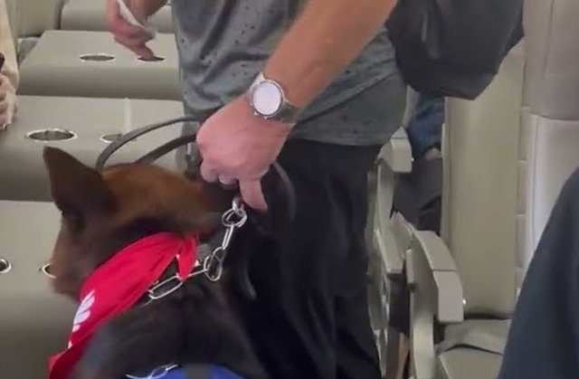 Service dog in a red bandana walking the aisle of a small aircraft beside Michael Kempkes
