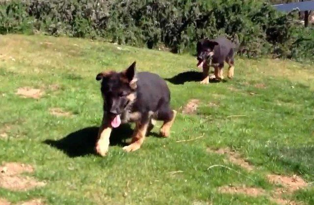 Two German Shepherd puppies running on grass