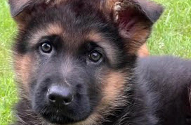 West German VA bloodline German Shepherd puppy, close-up