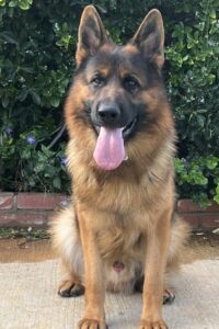 Haddy, available male German Shepherd, Kempkes Executive K9