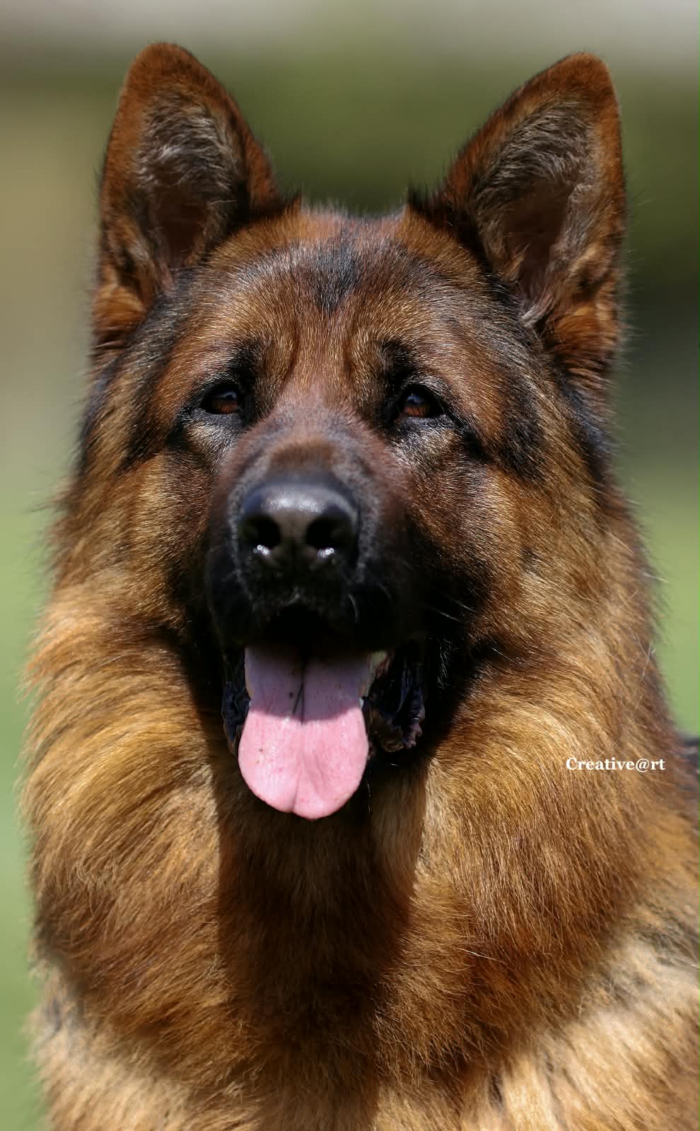 Jacco vom Edelacker, German Shepherd import, head portrait, Kempkes Executive K9