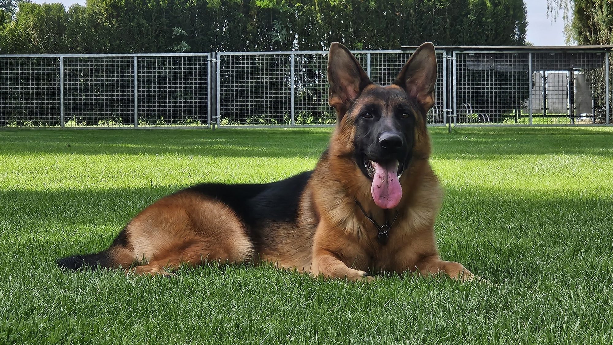 Pakroz vom Springberg, male German Shepherd import, lying on the lawn, Kempkes Executive K9