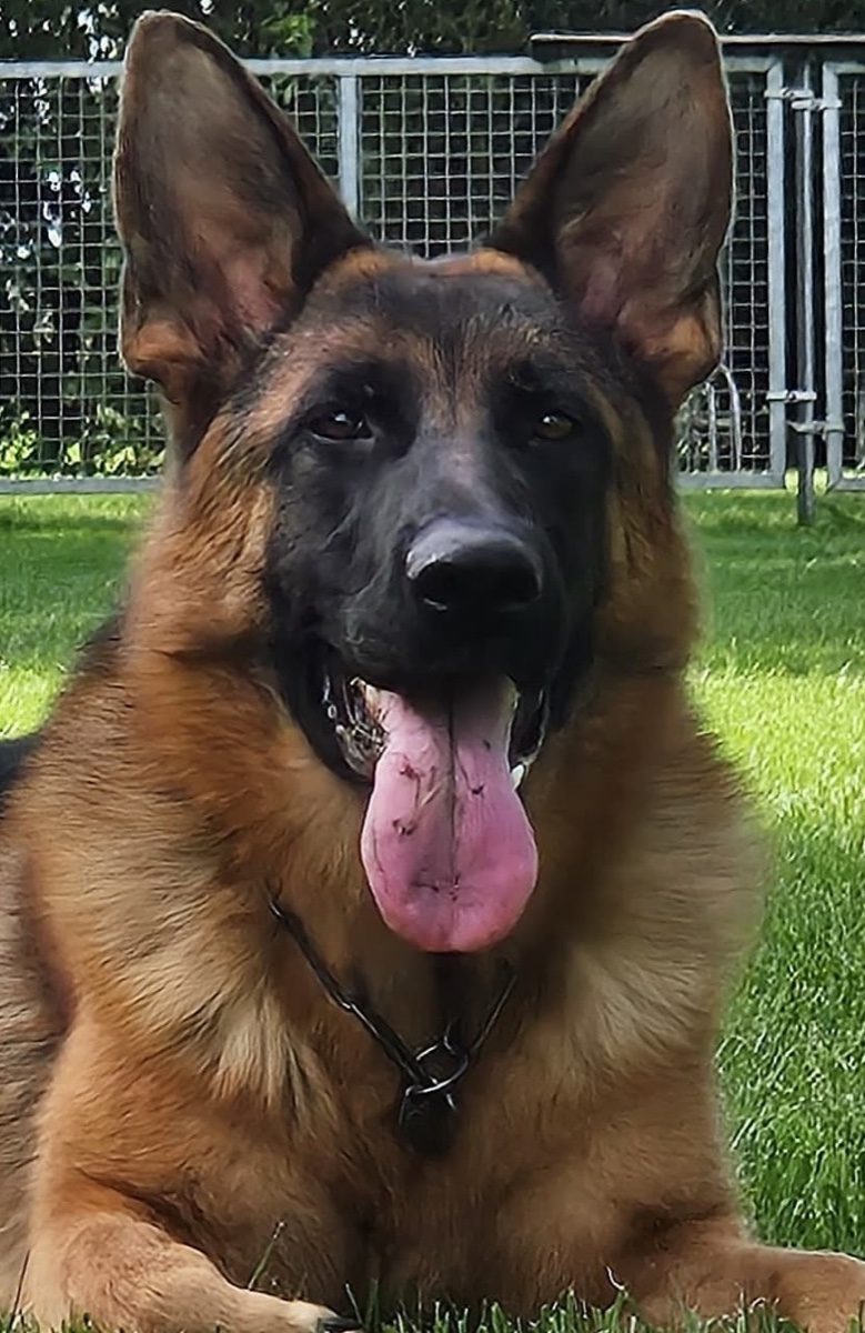 Pakroz vom Springberg, head and chest close-up, Kempkes Executive K9
