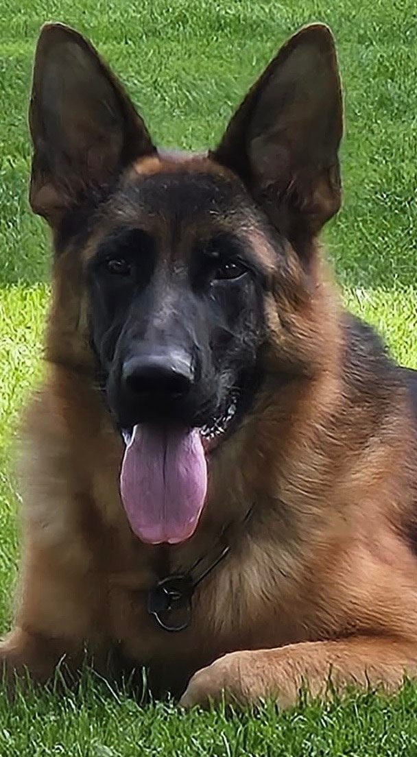 Phoebe vom Springberg, head and chest close-up, Kempkes Executive K9