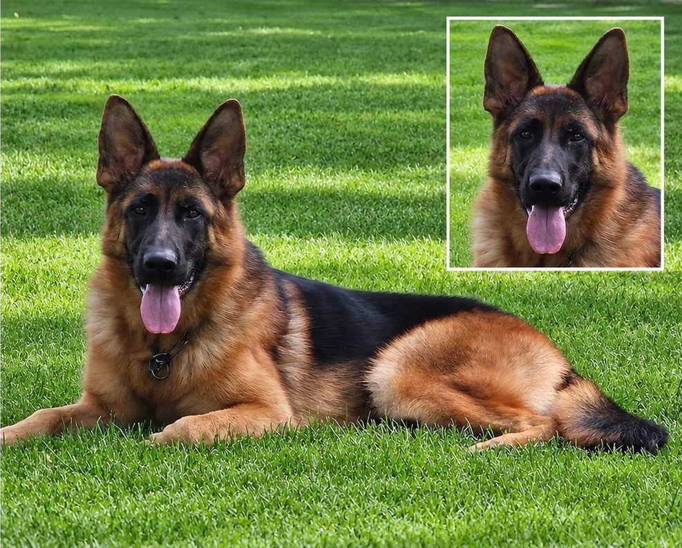 Phoebe vom Springberg lying on the lawn, with a close-up of her head, Kempkes Executive K9