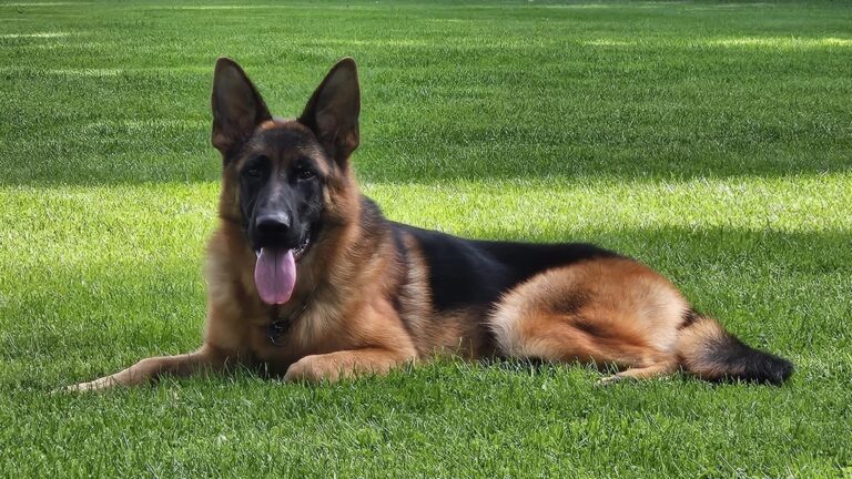 Phoebe vom Springberg, female German Shepherd import, lying on the lawn, Kempkes Executive K9