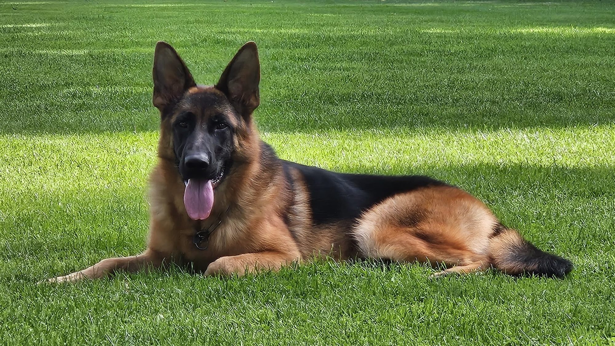 Phoebe vom Springberg, female German Shepherd import, lying on the lawn, Kempkes Executive K9